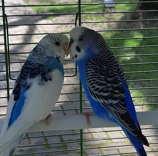 לינה וארוחת בוקר La Nel Frutteto Rovereto sulla Secchia